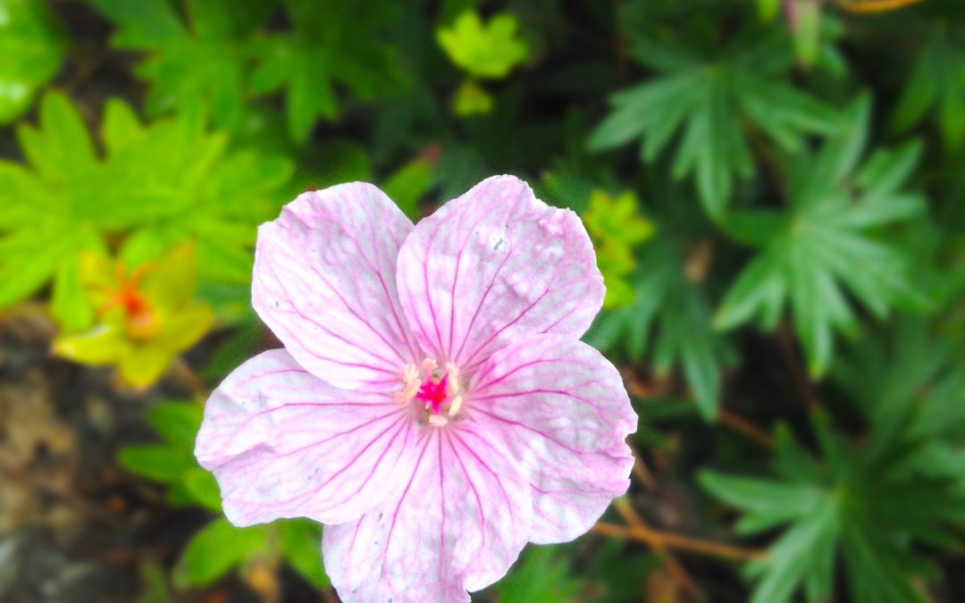 Graines de Lumières | 168508909_493004825443825_8873400594310924317_n